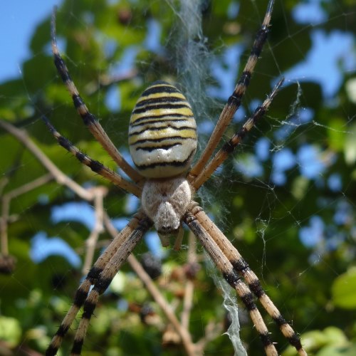 Flora i Fauna