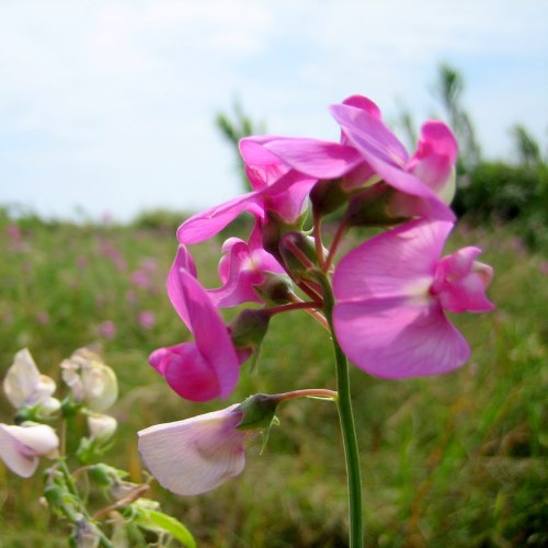 Plants and animals