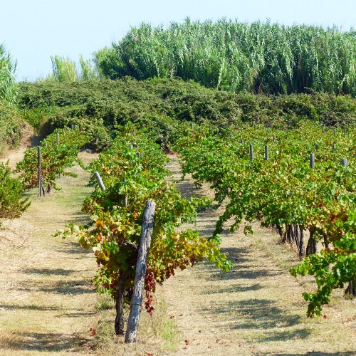 Susački vinogradi